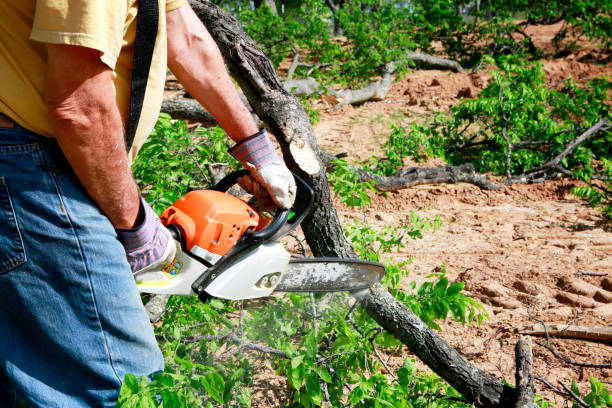 Dead Tree Removal in Altamont, TN